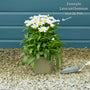 Leucanthemum 'Madonna' | Shasta Daisy Perennial Bedding