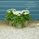 Leucanthemum 'Madonna' | Shasta Daisy Perennial Bedding