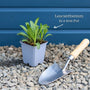 Leucanthemum 'Western Star Taurus' | Daisy Perennial Bedding