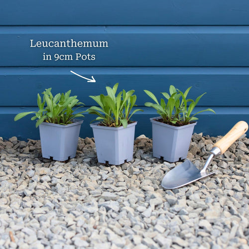 Leucanthemum 'Western Star Taurus' | Daisy Perennial Bedding
