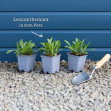 Leucanthemum 'Western Star Taurus' | Daisy Perennial Bedding