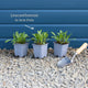 Leucanthemum 'Western Star Taurus' | Daisy Perennial Bedding