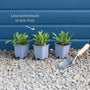 Leucanthemum 'Western Star Taurus' | Daisy Perennial Bedding