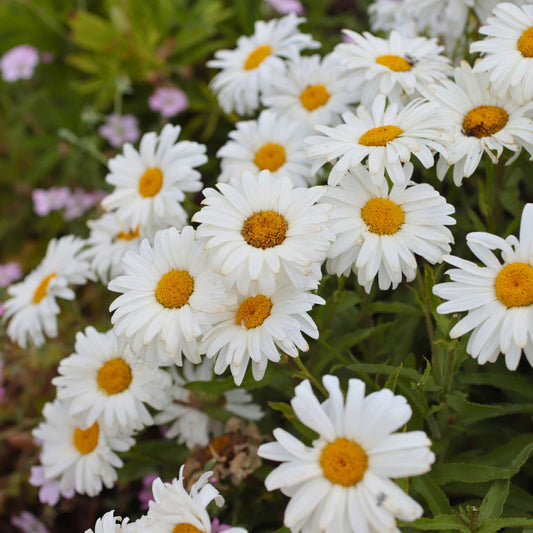 Leucanthemum 'Western Star Taurus' | Daisy Perennial Bedding