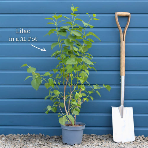 Lilac 'Primrose' | Syringa vulgaris Shrubs