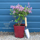 Lilac | Syringa 'Josée' Shrubs
