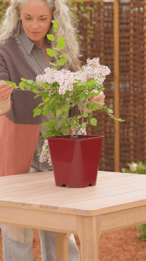Why choose a lilac?