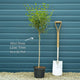Lilac | Syringa 'Bloomerang Dark Purple' Shrubs