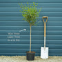 Lilac | Syringa 'Bloomerang Dark Purple' Shrubs