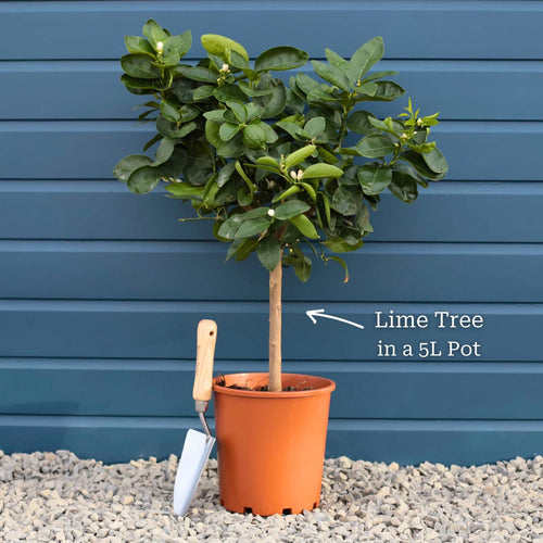 'Tahiti' Patio Lime Tree Trained Fruit Trees