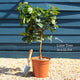 'Tahiti' Patio Lime Tree Trained Fruit Trees