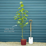 Large-leaved Lime Tree | Tilia platyphyllos Ornamental Trees