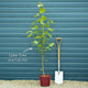 Large-leaved Lime Tree | Tilia platyphyllos Ornamental Trees