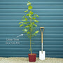 Large-leaved Lime Tree | Tilia platyphyllos Ornamental Trees