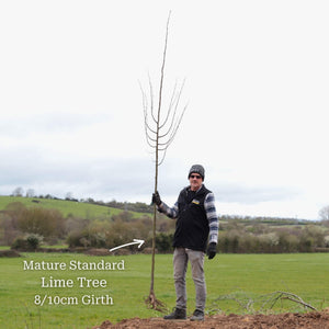 Small-Leaved Lime Tree | Tilia cordata 'Greenspire' Ornamental Trees