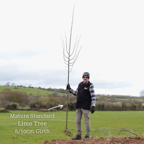 Small-Leaved Lime Tree | Tilia cordata 'Greenspire' Ornamental Trees