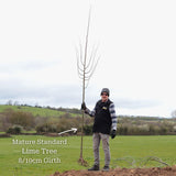 Small-Leaved Lime Tree | Tilia cordata 'Greenspire' Ornamental Trees