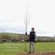 Small-Leaved Lime Tree | Tilia cordata 'Greenspire' Ornamental Trees