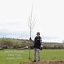 Small-Leaved Lime Tree | Tilia cordata 'Greenspire' Ornamental Trees