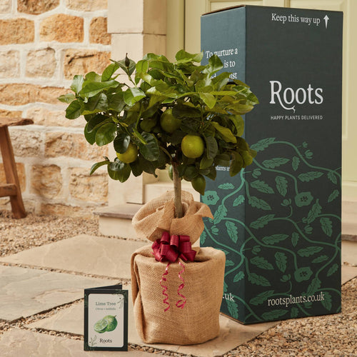 The Lime Tree Gift Mediterranean Fruit Trees