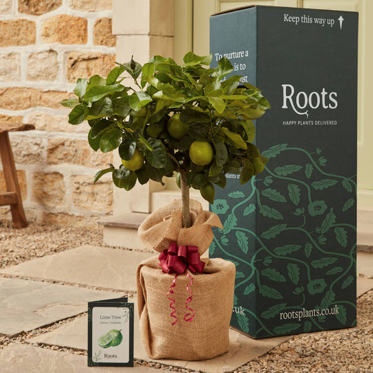 The Lime Tree Gift Mediterranean Fruit Trees