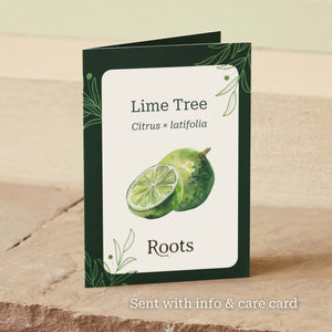 The Lime Tree Gift Mediterranean Fruit Trees