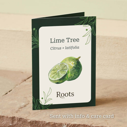 The Lime Tree Gift Mediterranean Fruit Trees