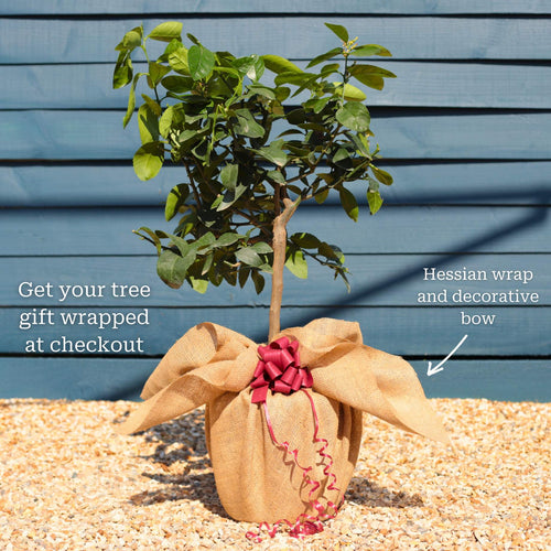 'Tahiti' Patio Lime Tree Trained Fruit Trees