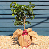 The Best Tree Gifts Trained Fruit Trees