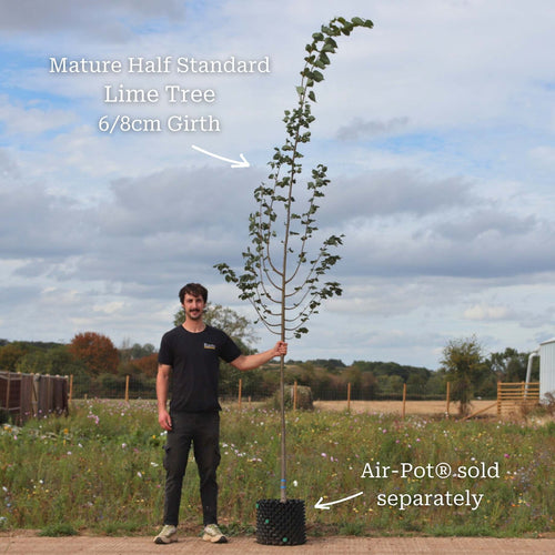 Large-leaved Lime Tree | Tilia platyphyllos Ornamental Trees