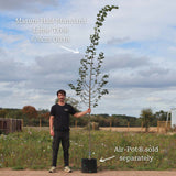 Large-leaved Lime Tree | Tilia platyphyllos Ornamental Trees