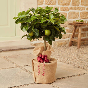 The Lime Tree Gift Mediterranean Fruit Trees