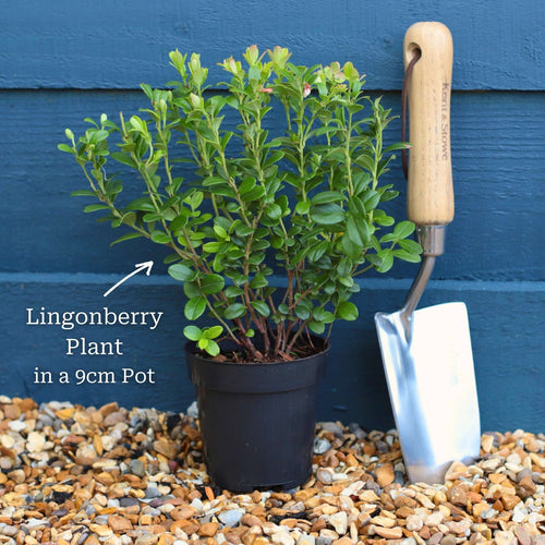 'Red Pearl' Lingonberry Plants Soft Fruit