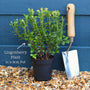 'Red Pearl' Lingonberry Plants Soft Fruit