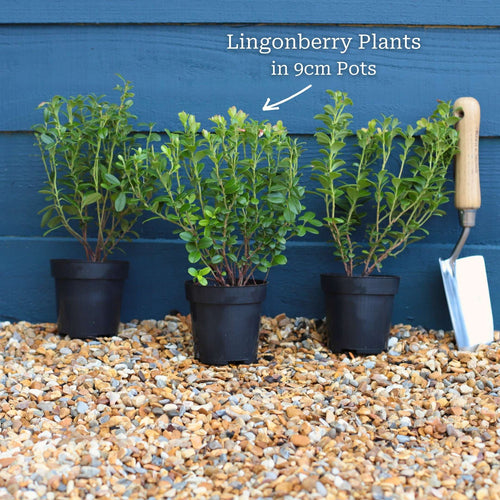 'Red Pearl' Lingonberry Plants Soft Fruit
