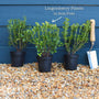 'Red Pearl' Lingonberry Plants Soft Fruit