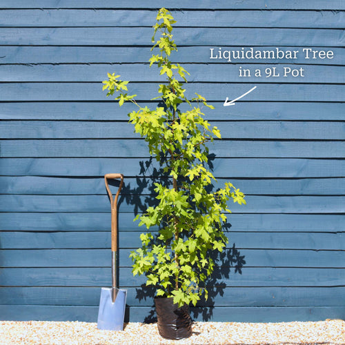 Sweetgum Tree | Liquidambar styraciflua Ornamental Trees