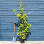 Sweetgum Tree | Liquidambar styraciflua Ornamental Trees