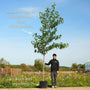 Sweetgum Tree | Liquidambar styraciflua 'Worplesdon' Ornamental Trees