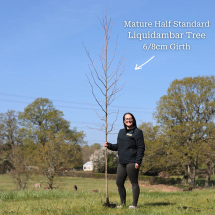 Sweetgum Tree | Liquidambar styraciflua Ornamental Trees