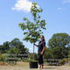 Sweetgum Tree | Liquidambar styraciflua Ornamental Trees