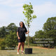 Sweetgum Tree | Liquidambar styraciflua 'Slender Silhouette' Ornamental Trees