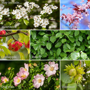 Livestock Friendly Farm Hedging | Growers' Choice | BN11 Compliant Shrubs