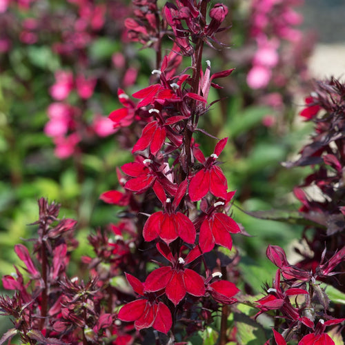 Lobelia 'Starship Burgundy' Perennial Bedding