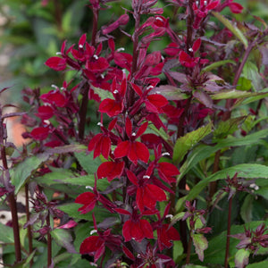 Lobelia 'Starship Burgundy' Perennial Bedding