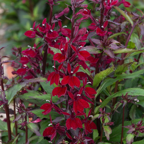 Lobelia 'Starship Burgundy' Perennial Bedding