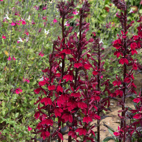 Lobelia 'Starship Burgundy' Perennial Bedding