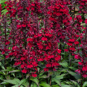 Lobelia 'Starship Burgundy' Perennial Bedding