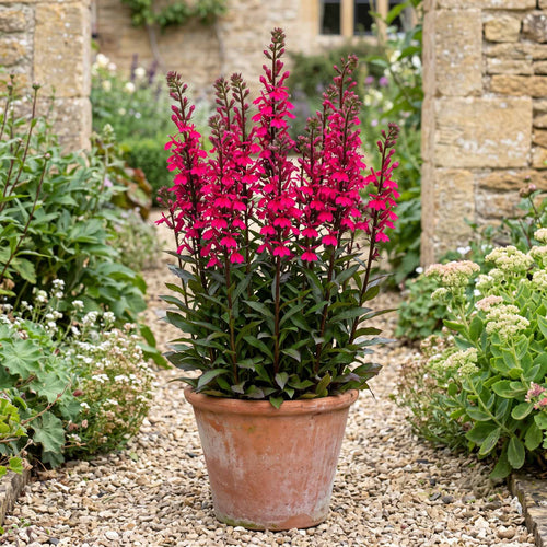 Lobelia speciosa 'Starship Deep Rose' Perennial Bedding