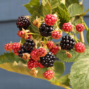 'Loch Ness' Blackberry Plant Soft Fruit